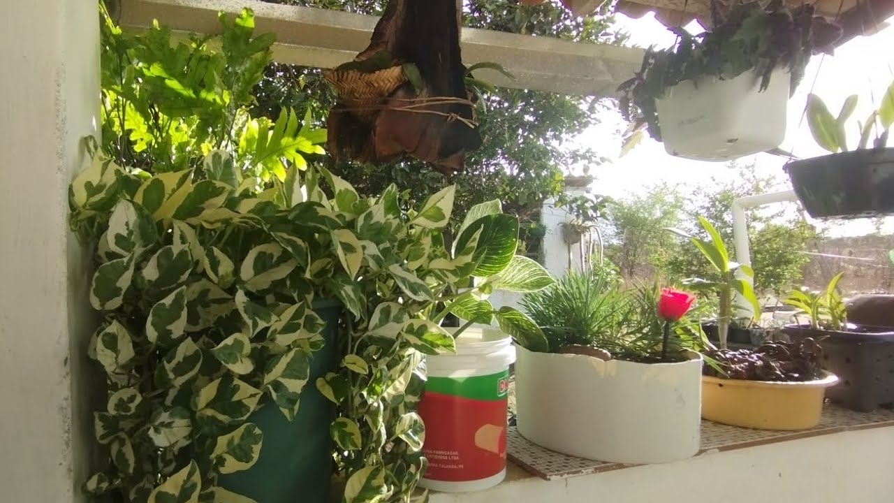 Como estão algumas plantas por aqui 🌿😍