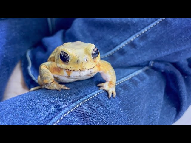 A toad that was too crazy about its owner took an unexpected