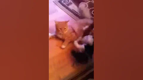 Puppy & Kitty Battle