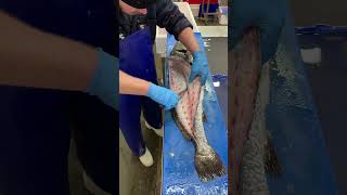 Filleting A Beautiful Stonebass