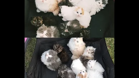 Watch the video about Watch so many Beautiful Persian Kitten playing!!!See how Persians Melt your Heart!!!!