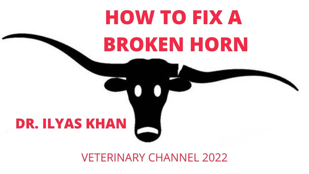Large Animal Medicine How To Fix A Broken Bull Horn YouTube