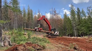 U.S. races to thin forests ahead of wildfire season