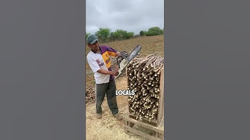 Cassava farmers use chainsaws to cut stems for the purpose of growing cassava #shorts