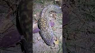 Хороший налим на Ишиме  #рыбалка  #fishing  #налим  #рыба
