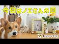 ノエさんが旅立って半年。今の私たちです。
