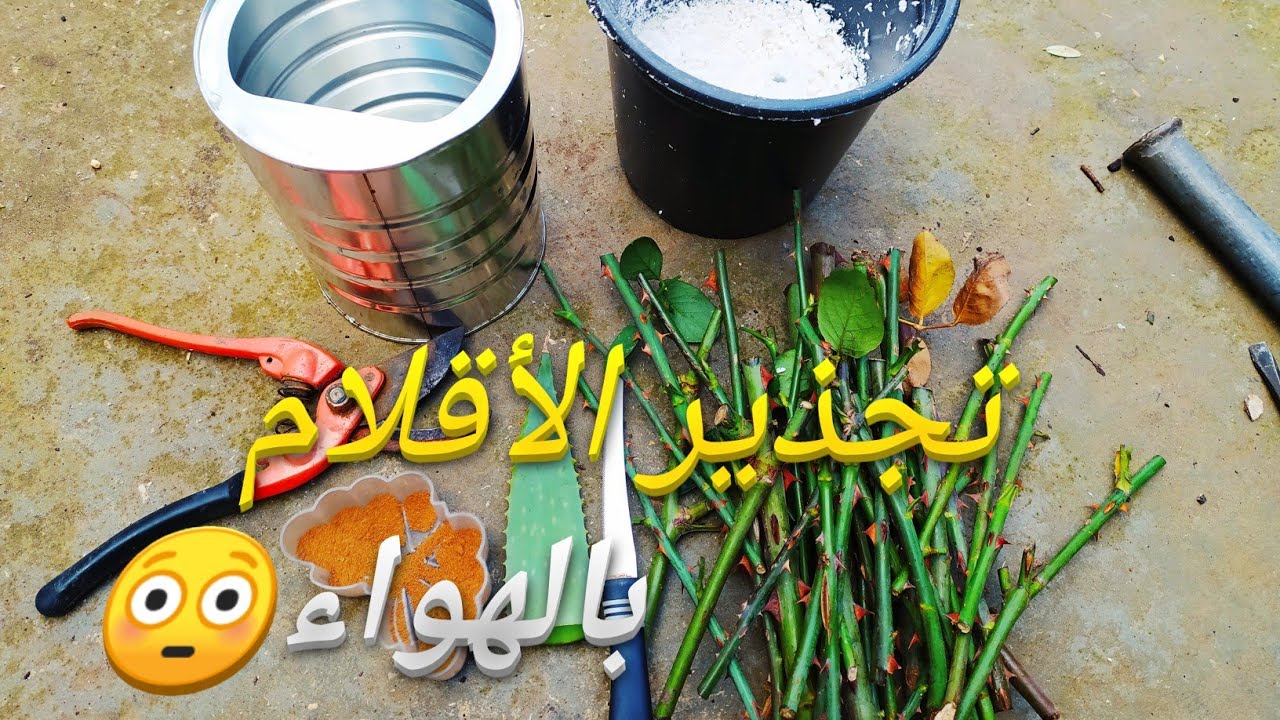 زراعة العقل بدون تربة