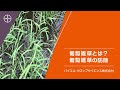 防除必須！匍匐雑草とはどんな雑草？