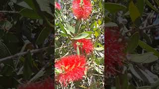 Bees out foraging #bee #backyard #beekeeping #beekeeper #honey