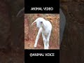 Impossible Animal Sounds Challenge 🔥
