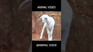 Impossible Animal Sounds Challenge 🔥