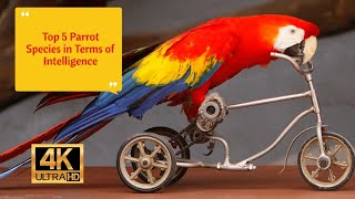 Top 5 Parrot Species in Terms of Intelligence 4K