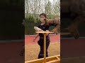 dog army training #shorts
