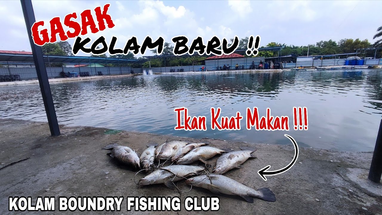 GASAK KOLAM BARU !! KOLAM BOUNDRY FISHING CLUB || REEL LANDBASE MIKASA 31HG.