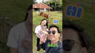 yuka-chan bermain sama sapi dan domba gemoy  minivlog yuka vlog farmanimals farm family