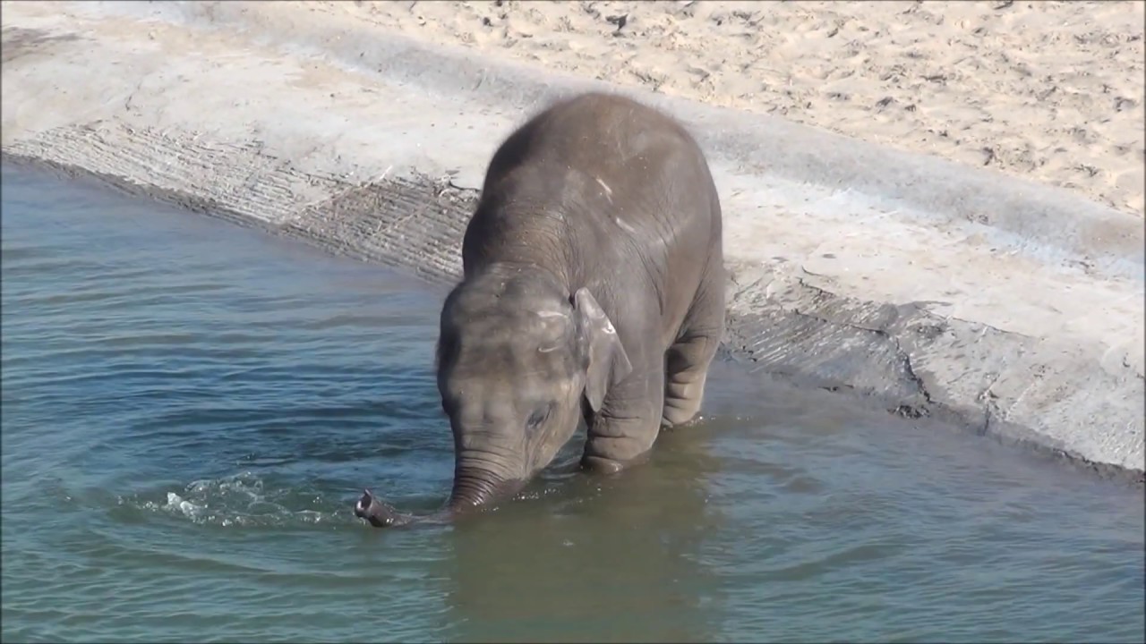Ta Wan prend un bain (Pairi Daiza)