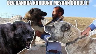 DEV KANADA KURDUNA MEYDAN OKUDU !! 6 TANE KURT BOĞAN KANGAL YAVUZ ve BARIŞ ÇİÇEK ( 2. BÖLÜM )