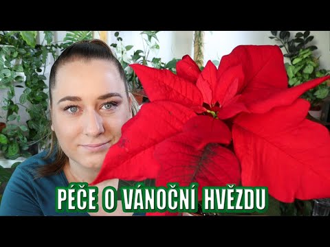 Video: Vánoční hvězda: funkce péče