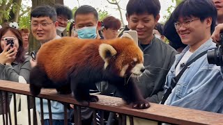 Radiant Red Panda Captivating Viewers