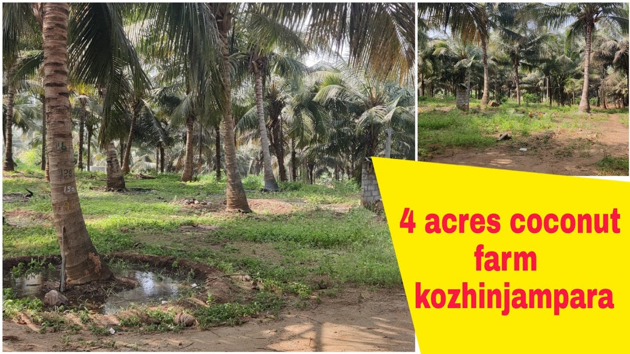 4 acres coconut farm for sale kozhinjampara, farm land, coconut farm, Palakkad dt, Palakkad