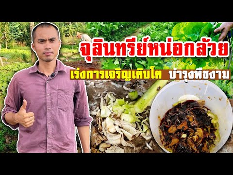 จุลินทรีย์หน่อกล้วย