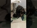 【インドの猫】子猫を見守る母猫 #cat #kitten