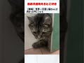 世界一かわいい猫ちゃんが決まった件#猫#かわいい#ねこ#ネコ#にゃんこ#にゃんこ#キジネコ
