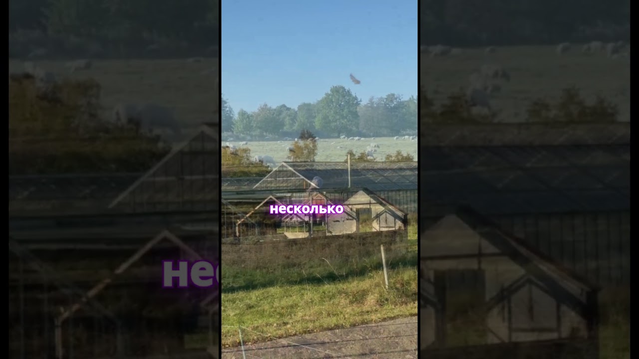 Новые проблемы в Германии из-за легализации каннабиса 