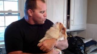 Japanese Chin Rosie and Daddy singing together