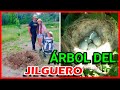 EL ÁRBOL DEL JILGUERO