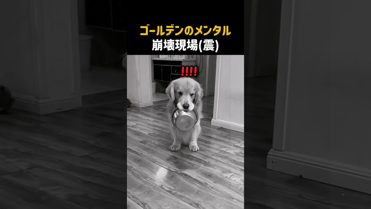 ゴールデンのメンタル崩壊現場(震)