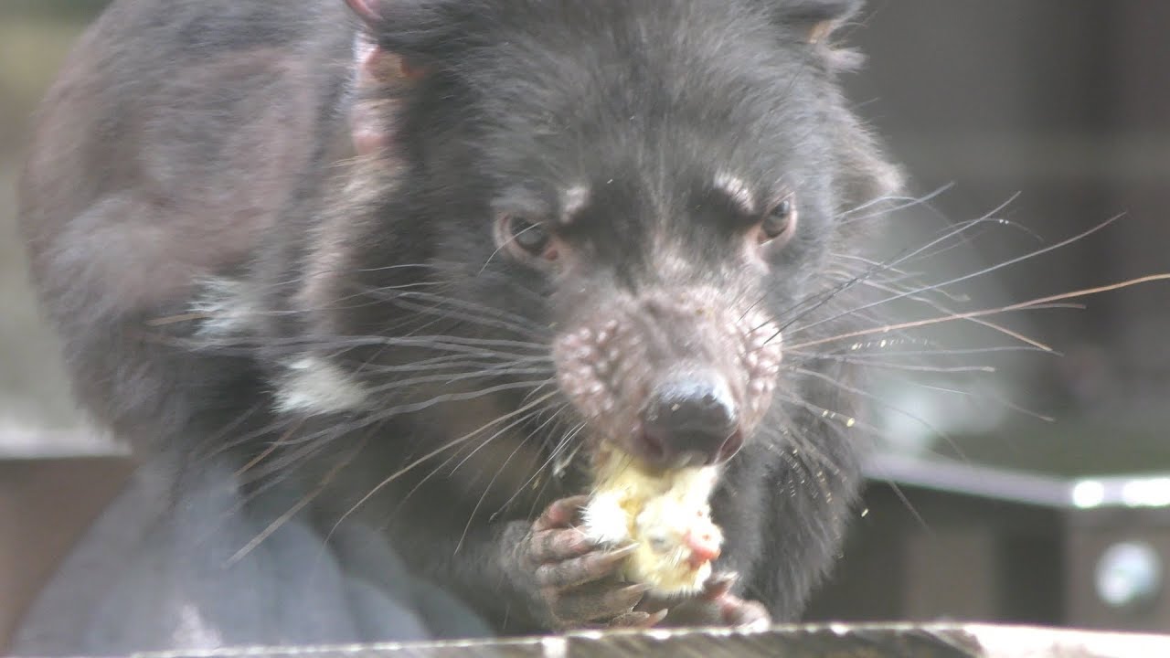 Tasmanian Devil In The Meal Tama Zoological Park Tokyo Japan September 23 17 Youtube