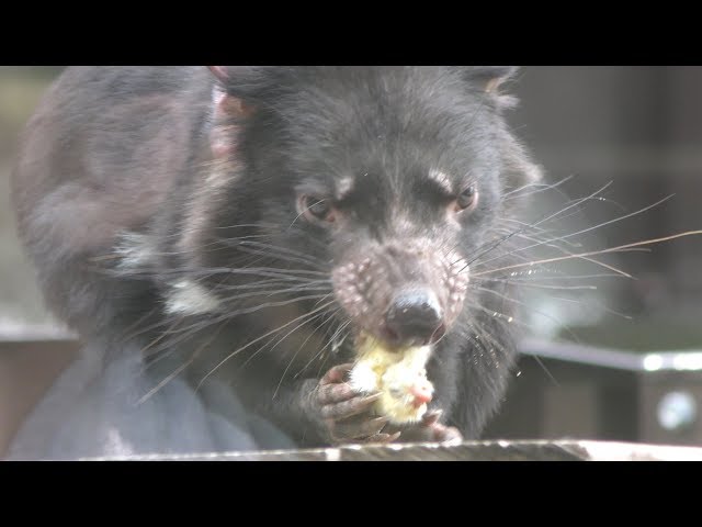 Tasmanian devil in the meal (Tama Zoological Park, Tokyo, Japan