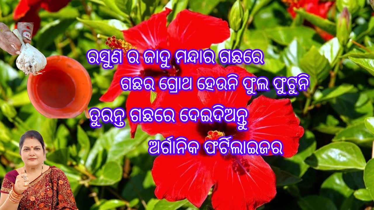 ରସୁଣର ଜାଦୁ ମନ୍ଦାର ଗଛରେ /ଗଛର ଗ୍ରୋଥ ହେଉନି ଫୁଲ ଫୁଟୁନି /ଗଛରେ ଦେଇଦିଅନ୍ତୁ ଅର୍ଗାନିକ ଫର୍ଟିଲାଇଜର /Hibiscus 