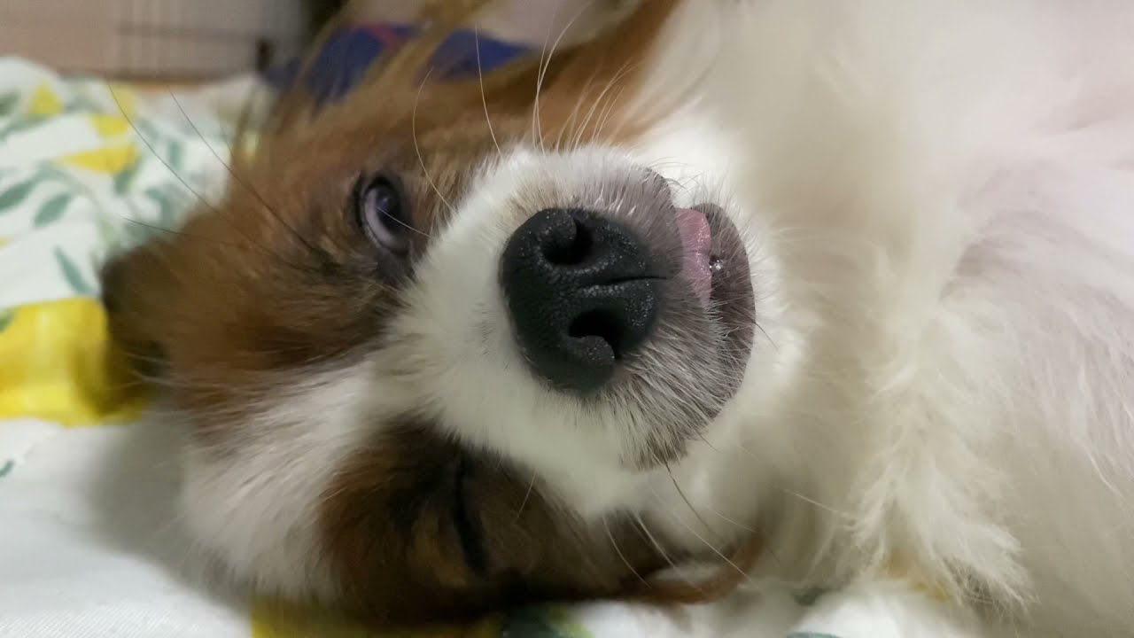 台風が来ても気にせず白目で寝る犬 Youtube