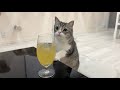 炭酸ジュースを飲んでたらシュワシュワが気になる猫がこうなりましたw