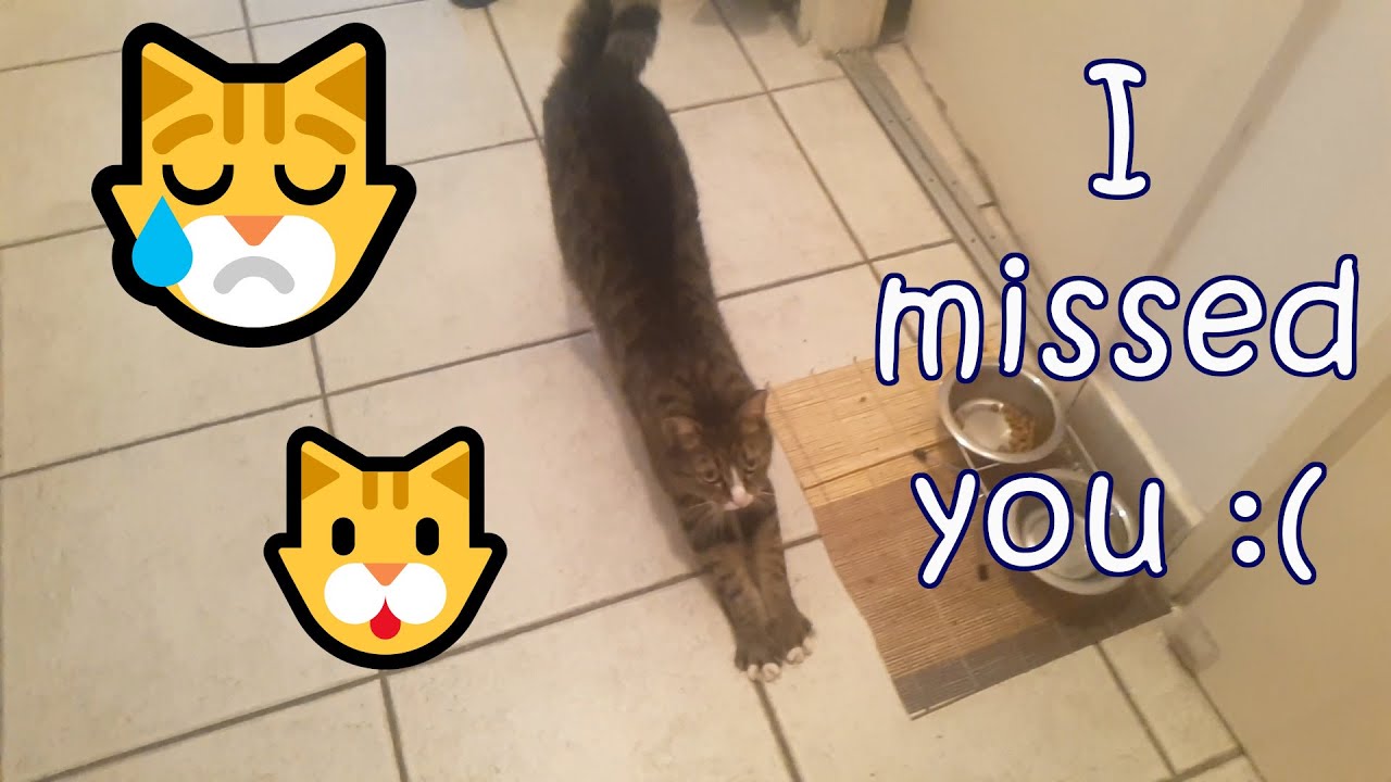 How cat meets after work| Как кот встречает после работы| Hogyan üdvözöl macska munka után