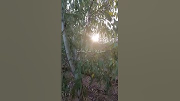 تلاوة من سورة النازعات من الآية 34 حتى 41