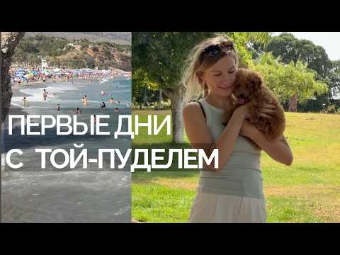 Лето в Малаге ☀️ Пляж в Нерхе, той-пудель Лола и футбольное лето в Испании