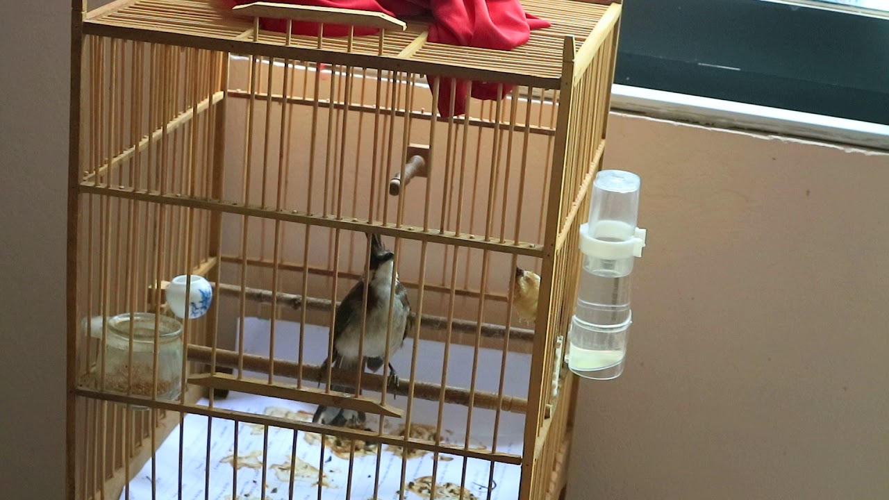 chào mào mí lửa má trắng hót chuyện gốc Thường Tín 30/6/2019: 0922446668