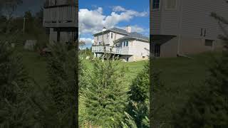 Douglas Firs, Flathead Lake MT, Lincoln NM, San Juan CO and Rio Grande CO Seed Sources.