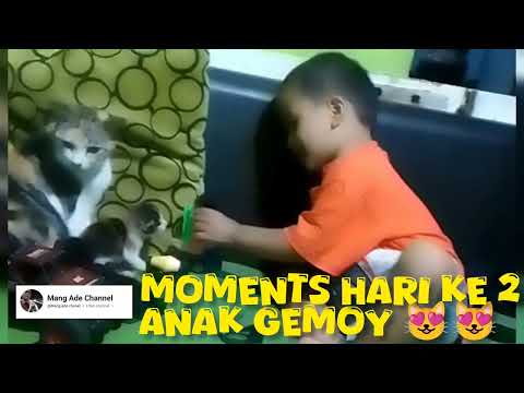 Moments Anak gemoy 😻#frenblack #kucinglucu #catlover #fypシ゚ @Mang.ade.chanel