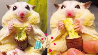 Celebrity Cute flying squirrels love cheese, it's so delicious every bite. Profile