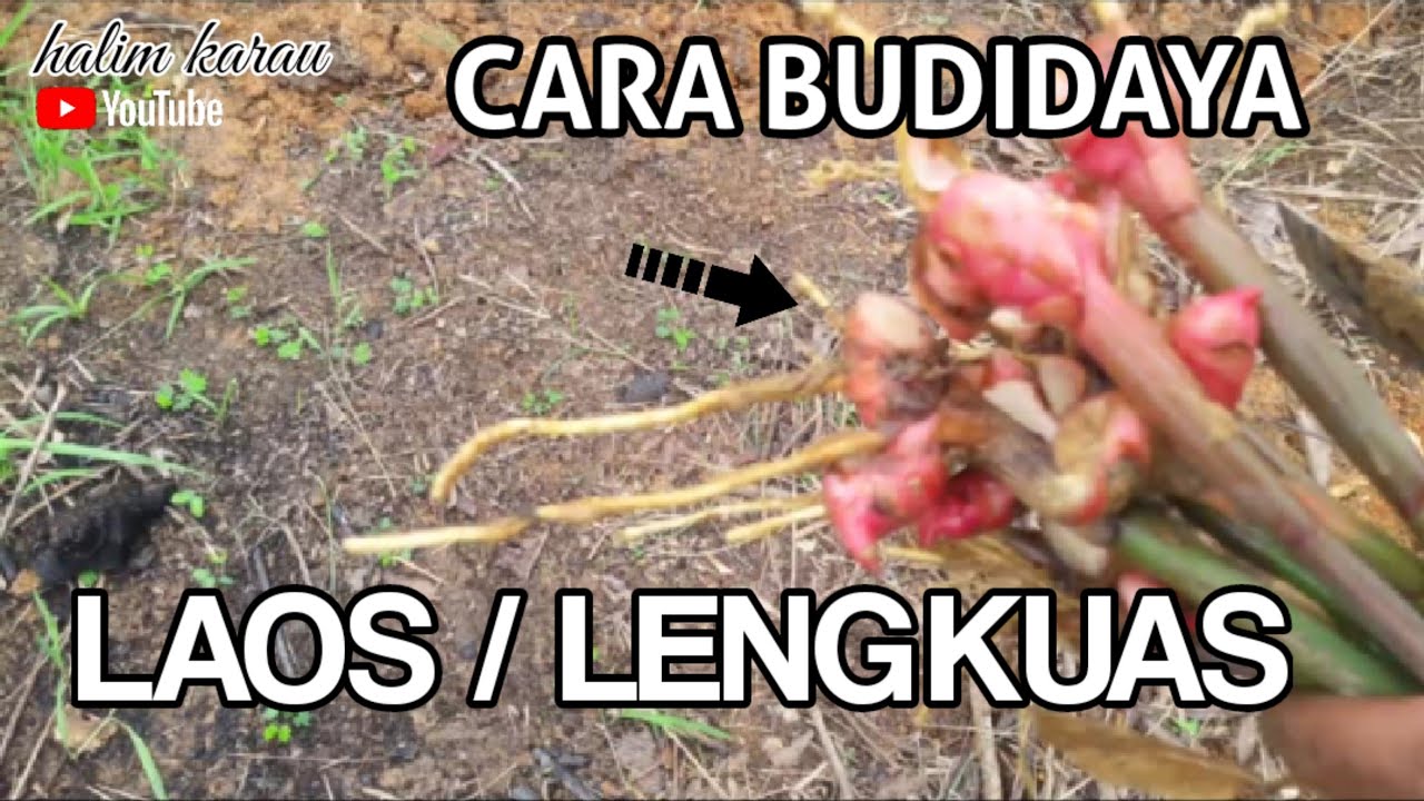 Cara Budidaya Lengkuas atau Laos || Perbanyakan Tanaman Tumbuhan 