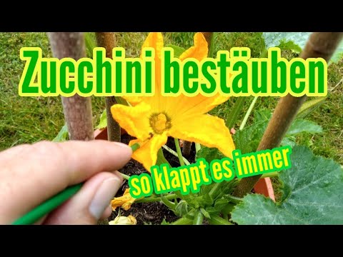 Video: Wie kann man Zucchini selbst befruchten?