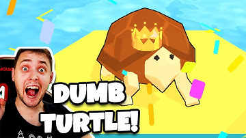 DUMB TURTLE - FIRST IMPRESSIONS