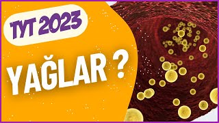 Yağlar Li̇pi̇dler Organik Bileşikler Canlıların Temel Bileşenleri Tyt Bi̇yoloji̇ 2023 Bölüm 5