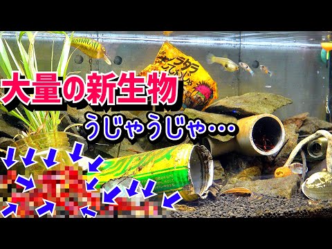 水槽 Ten Nobu Amazon | ガラス水槽 透明水槽 リビング用ボール水槽 小型金魚