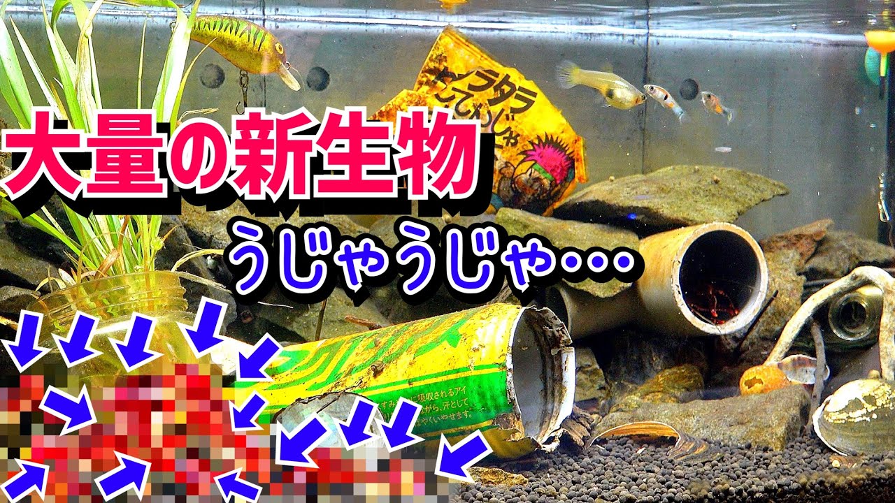 この数はヤバい…ドブ川水槽に新しい生物が超大量に！【ドブ川水槽15】
