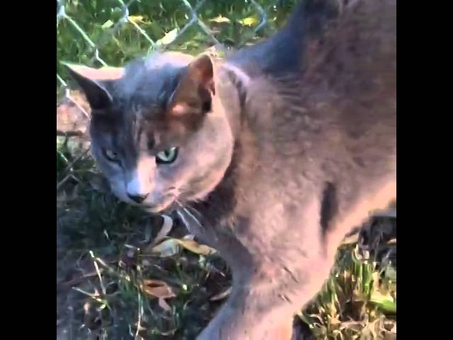 Honking kitty